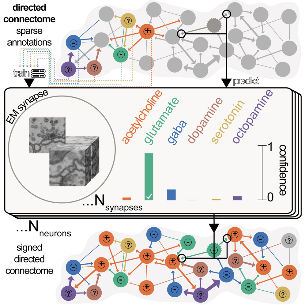 A primer on FlyWire, a complete connectome of the fly