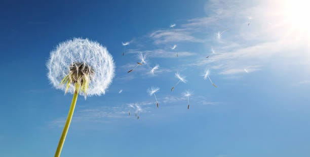 2.300+ Sopro De Vida fotos de stock, imagens e fotos royalty-free - iStock