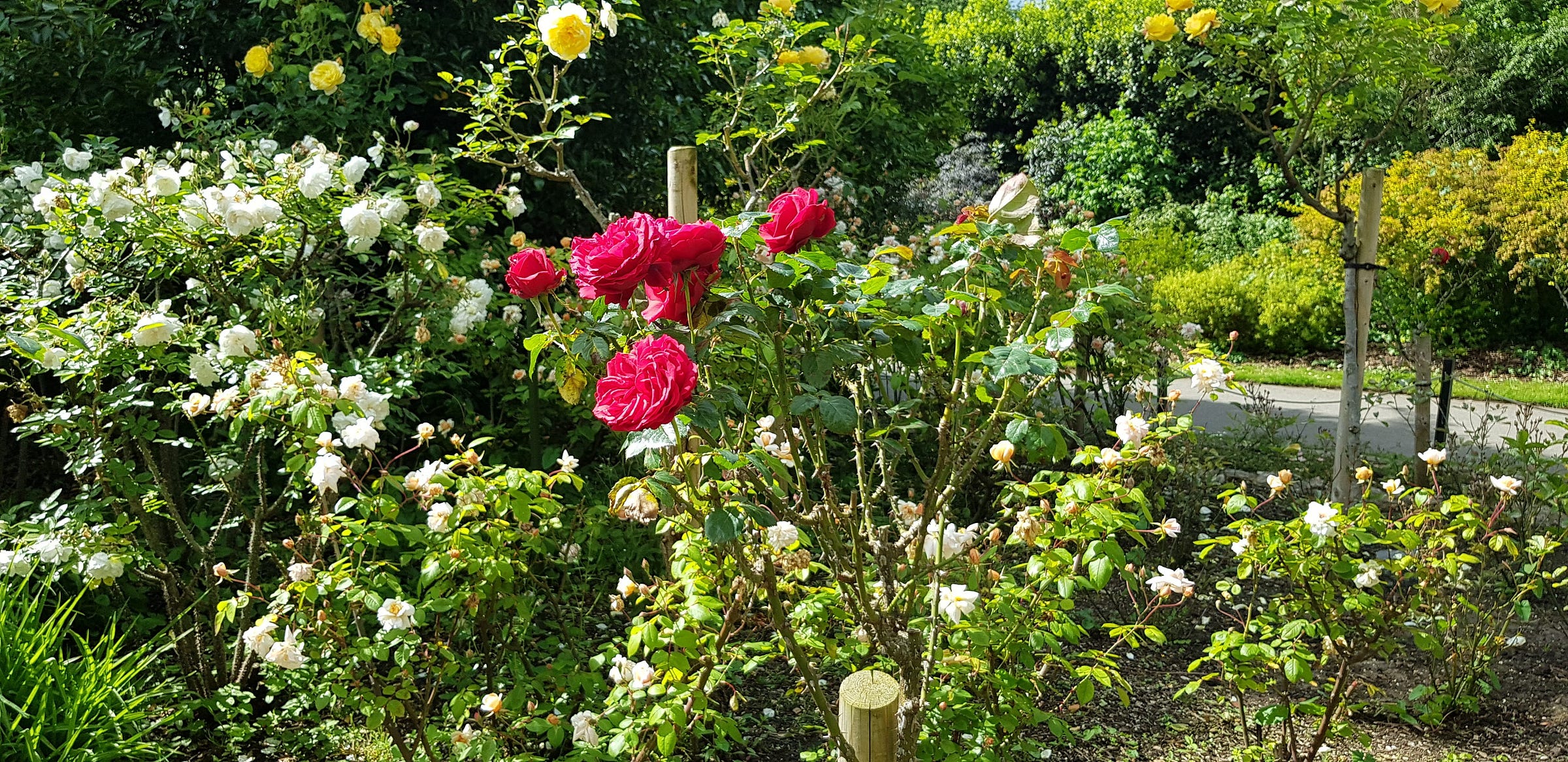 Red roses in middle with white and yellow behind and beside