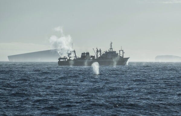 In this photo provided by Sea Shepherd, the krill trawler Long Fa is surrounded by whales near Antarctica on March 24, 2025. (Alice Gregoire/Sea Shepherd via AP) In this photo provided by Sea Shepherd, the krill trawler Long Fa is surrounded by whales near Antarctica on March 24, 2025. (Alice Gregoire/Sea Shepherd via AP)