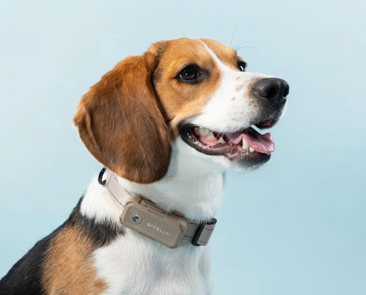 um cão beagle usando o modelo Satellai Collar Go na frente de um fundo azul