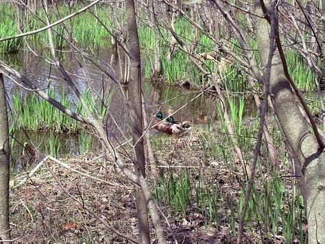 Ducks swimming and Red-Wing Blackbirds in undergrowth.