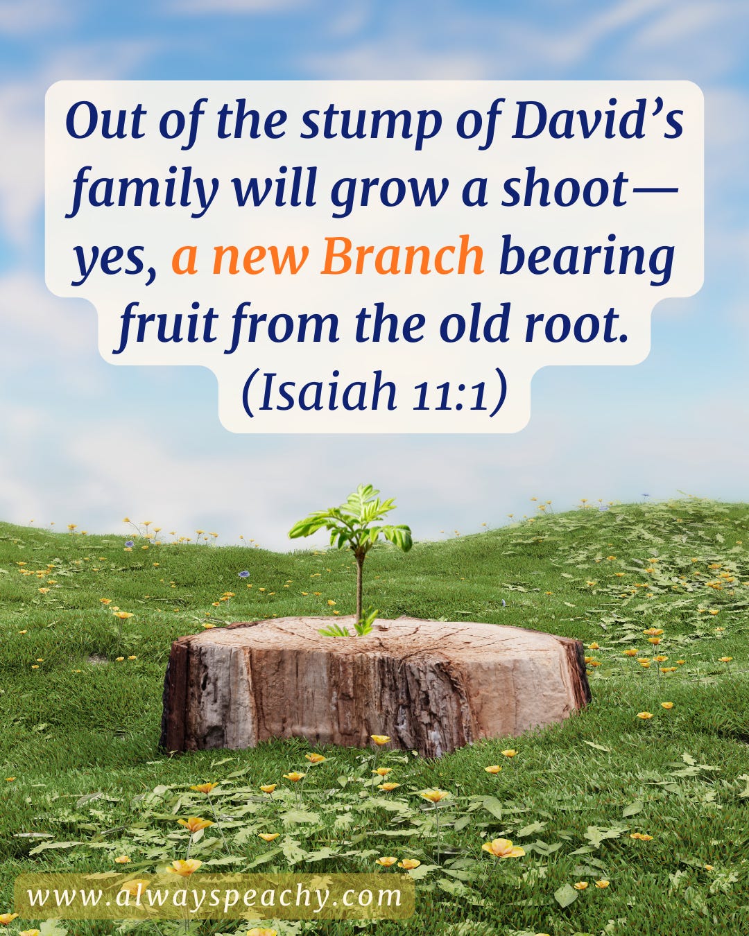 Out of the stump of David’s family will grow a shoot—yes, a new Branch bearing fruit from the old root. (Isaiah 11:1)