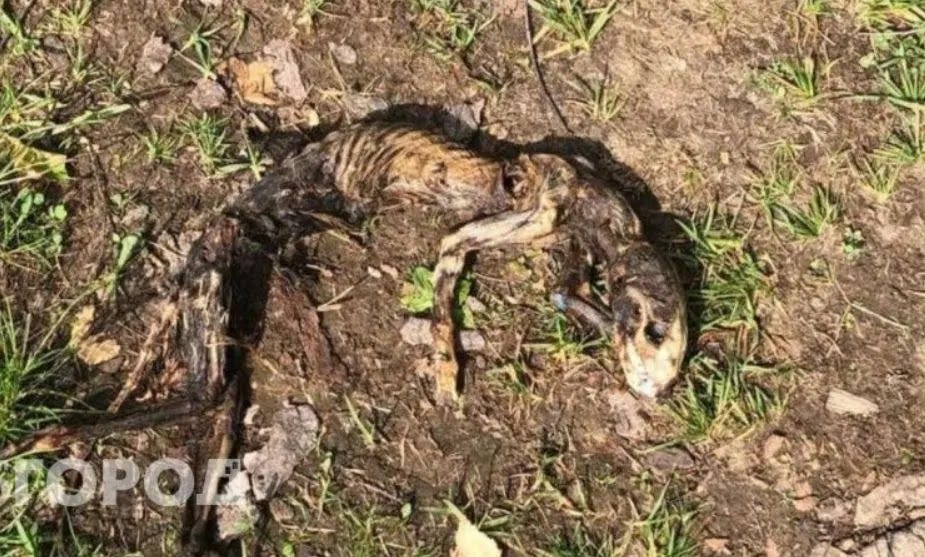 Os restos mortais de uma criatura desconhecida foram encontrados na Rússia Os restos mortais de uma criatura desconhecida foram encontrados na Rússia