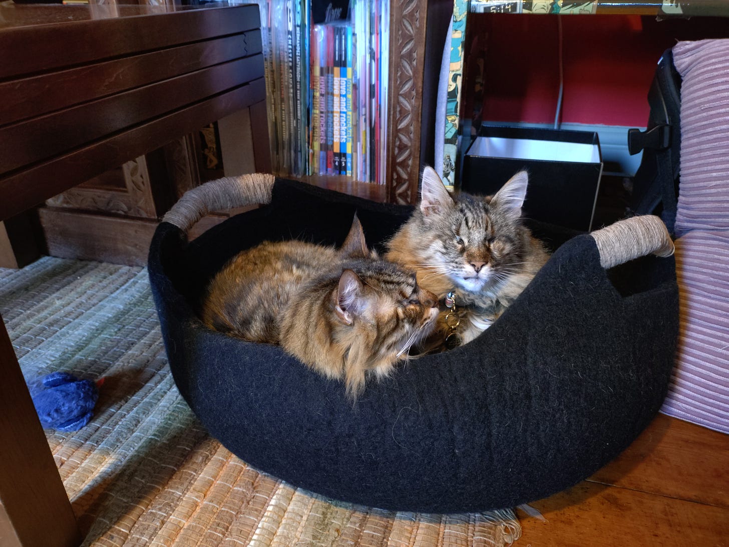 Rosie & Milly in a black, natural-fibre basket by a bookcase