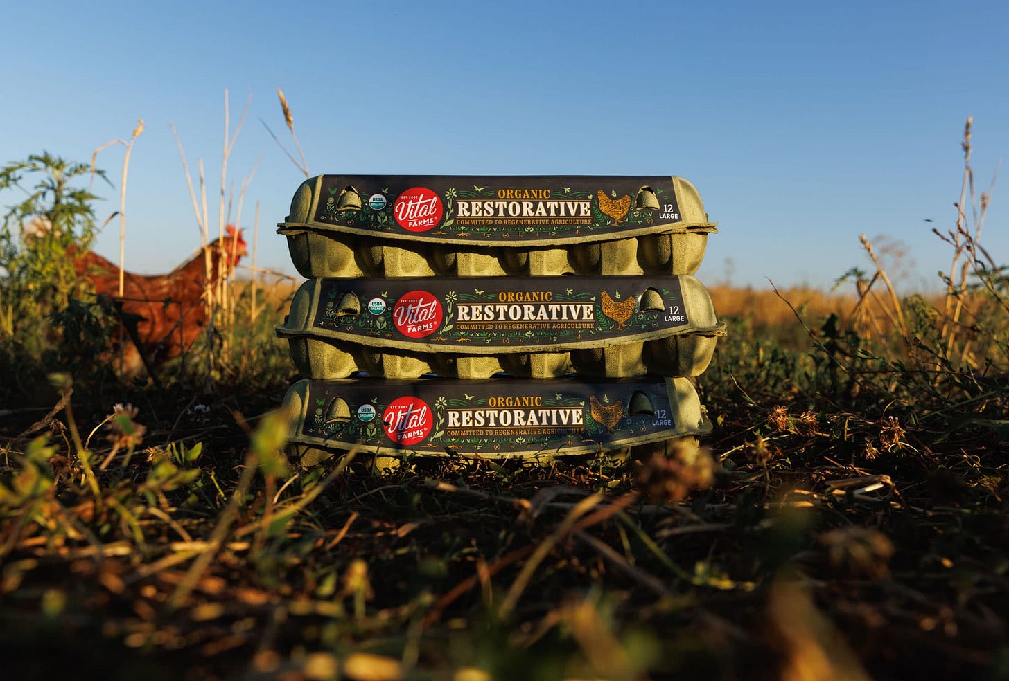 Restorative Eggs - Vital Farms