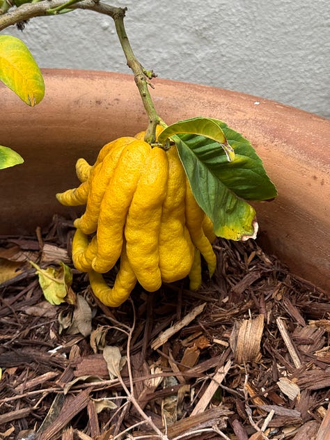 Silly Citron (one of the most interesting things I grow)