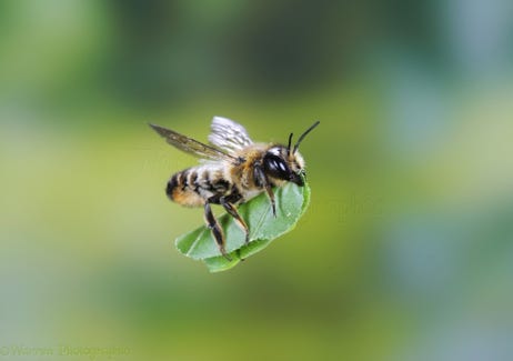 Yellow and black striped insect flying with a piece of green leaf