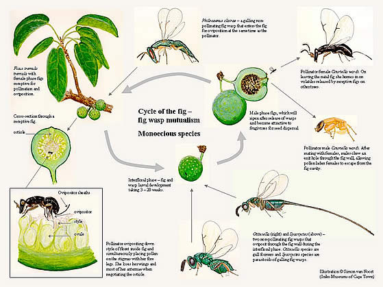 Illustration describing the cycle of the fig: fig wasp mutualism. Illustration describing the cycle of the fig: fig wasp mutualism.