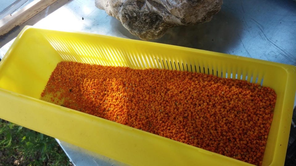 Image of pollen in bin. Image of pollen in bin.