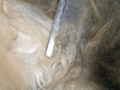 Chase_Fur_Cut_Mats_Safely Chase_Fur_Cut_Mats_Safely