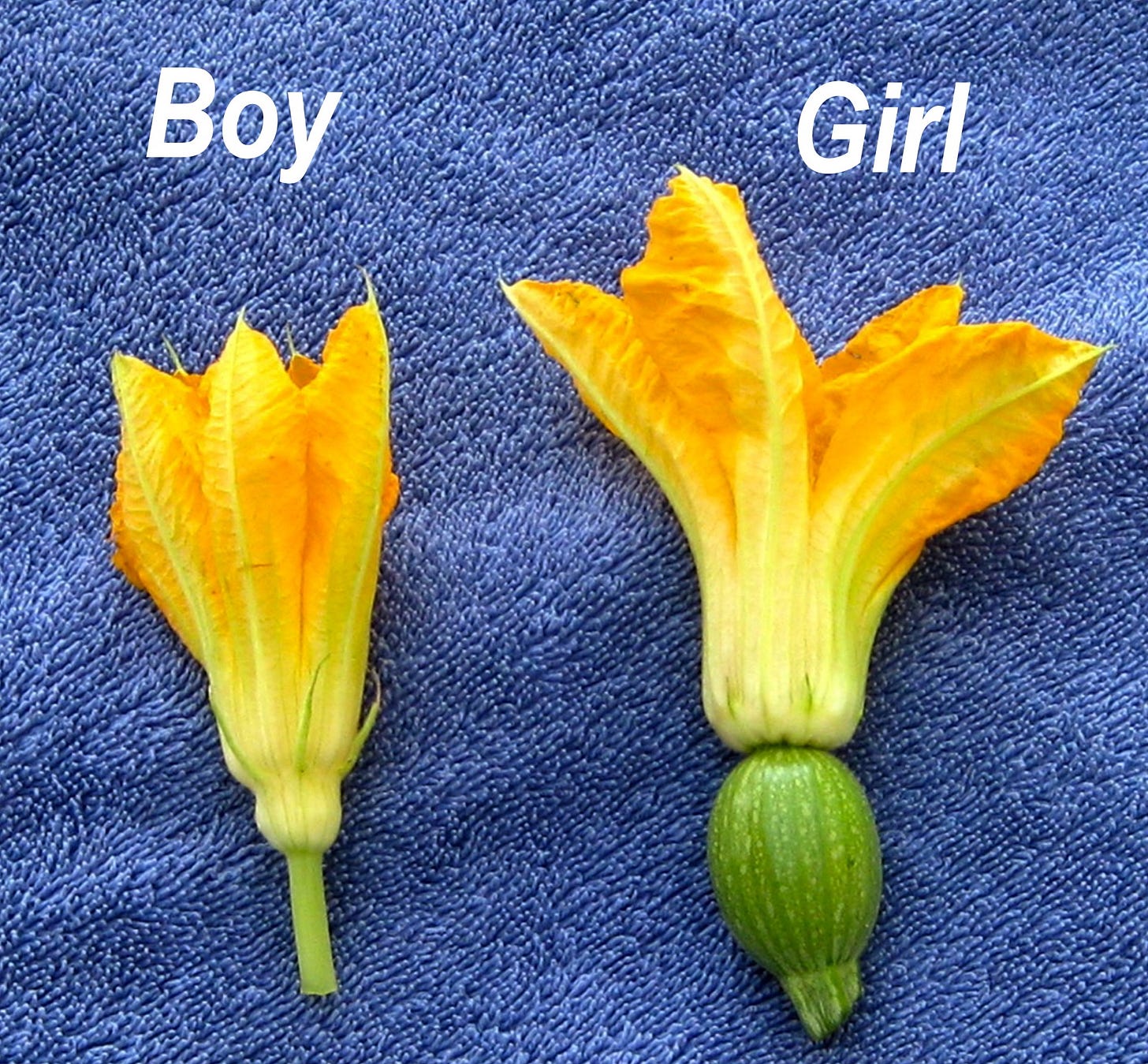 Zucchini flowers