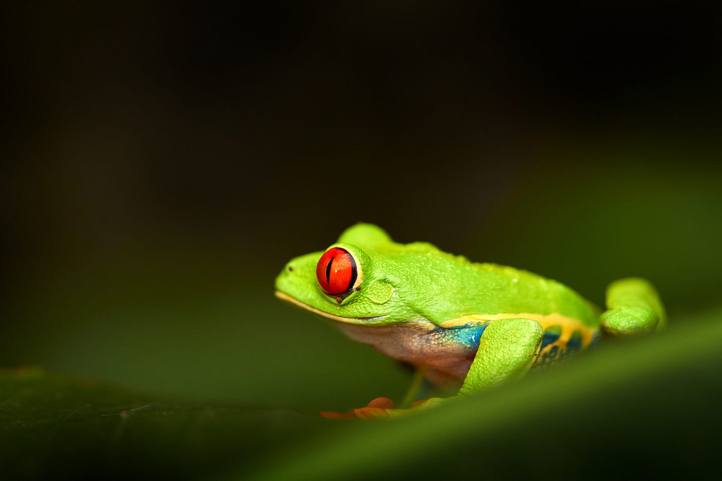 Red-eyed green tree frog sitting on a leaf