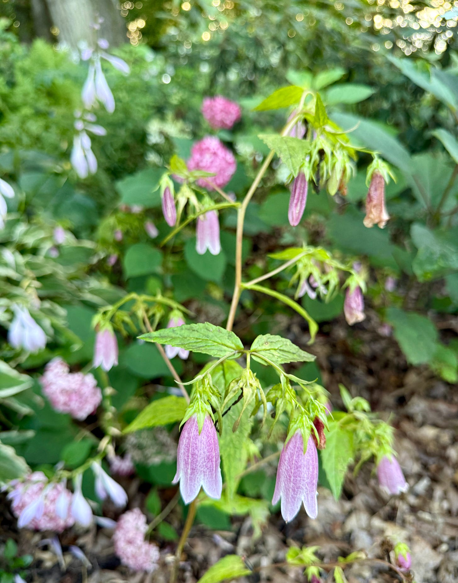 Pink Campanula ‘Elizabeth’ with pink Hydrangea flowers in the background. 