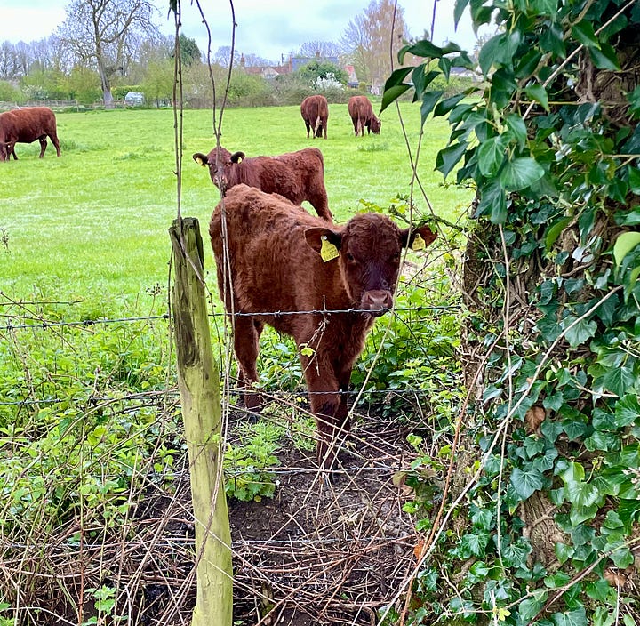 dogs on a walk; a brown calf