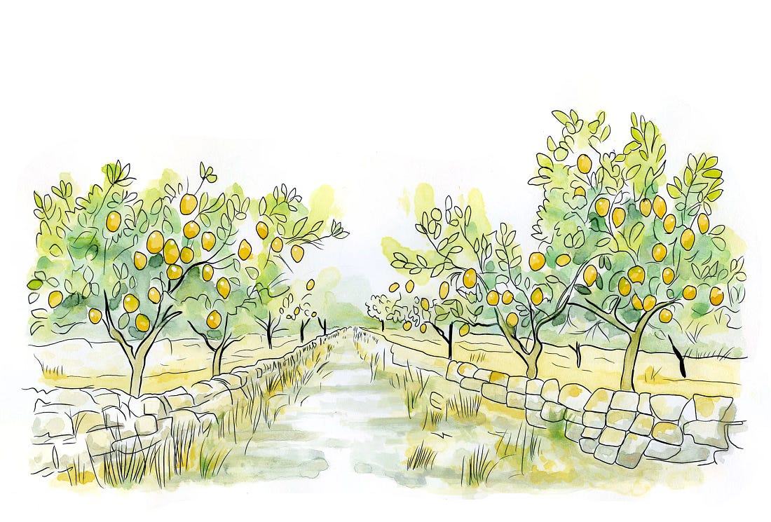 Liner pen, Copic marker and watercolor sketch of a grove of Femminello lemon trees heavy with yellow fruit, planted between low dry-stone walls in the Noto Valley. Liner pen, Copic marker and watercolor sketch of a grove of Femminello lemon trees heavy with yellow fruit, planted between low dry-stone walls in the Noto Valley.