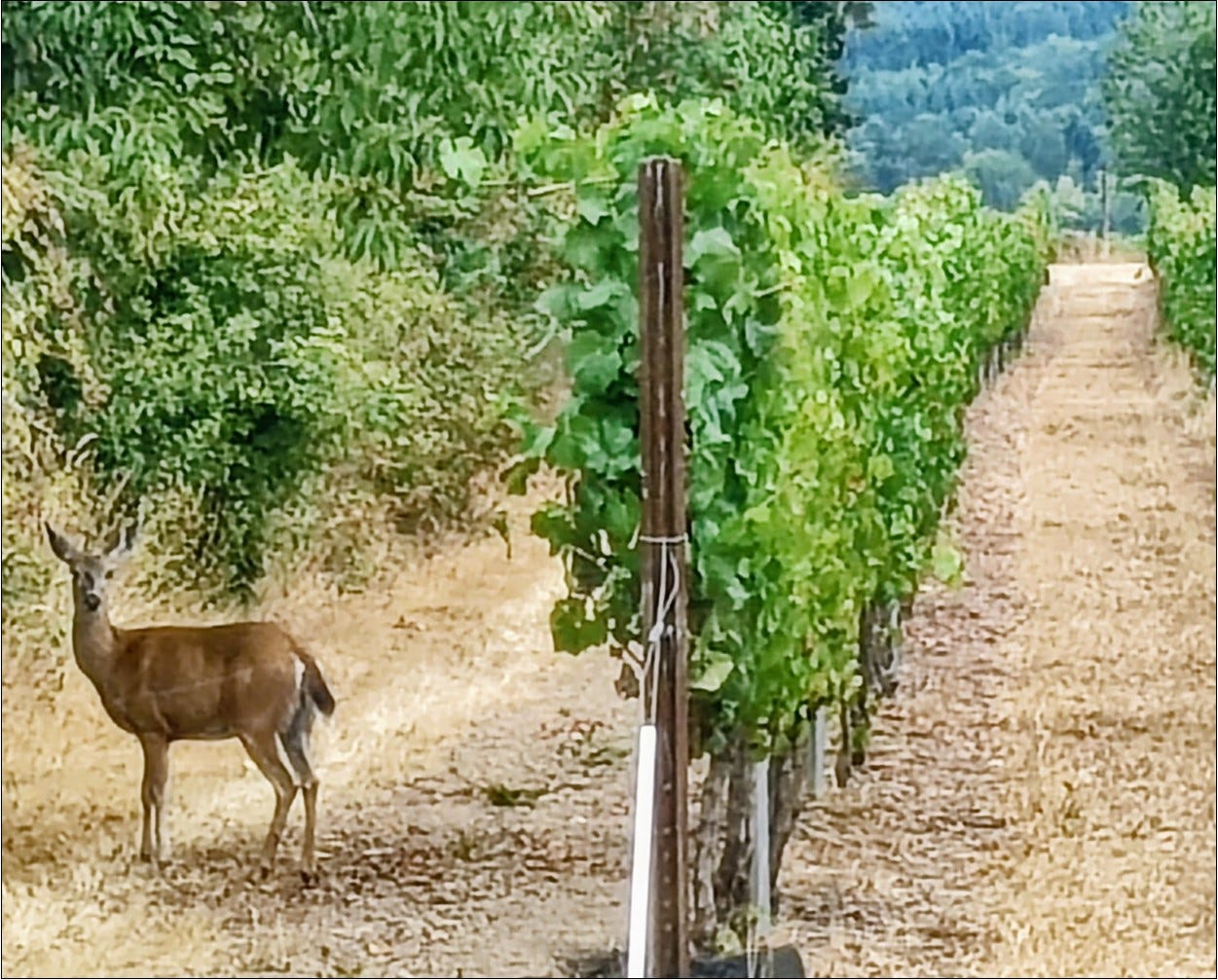 Pinot Noir enthusiast touring Amalie Robert Estate. Book YOUR appointment today!