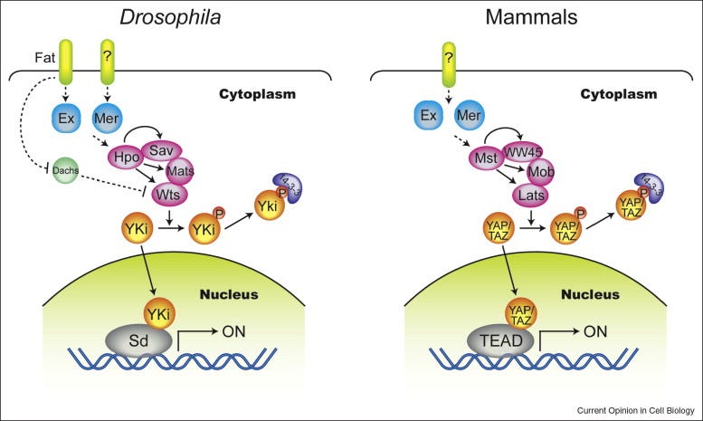 The Hippo–YAP pathway: new connections between regulation of organ size and  cancer - ScienceDirect