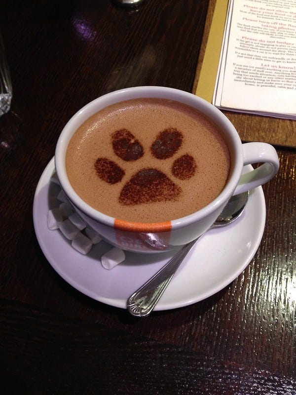 Inside Lady Dinah's - Cat Paw Hot Chocolate Inside Lady Dinah's - Cat Paw Hot Chocolate