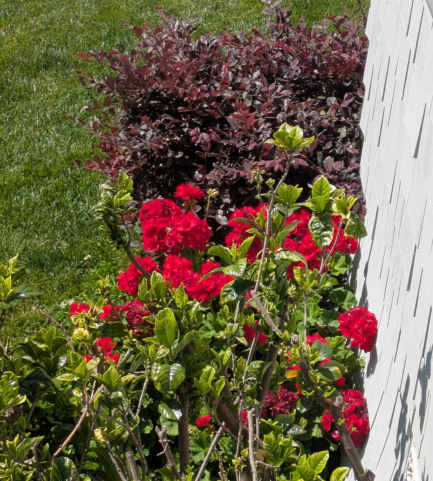 Red geranium tucked against the side of the house.