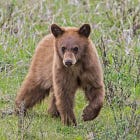 This Week Has Been ALL About Bears! 