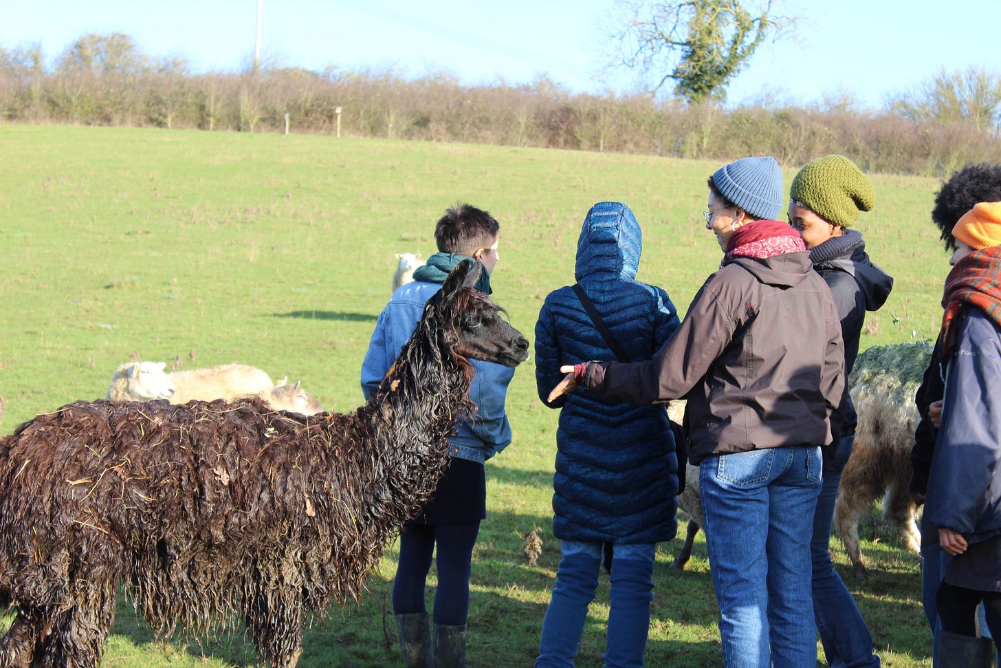 a group of BPOC are in a field around sheep. At the foreground is a person extending their hand in friendship to a black alpaca. a group of BPOC are in a field around sheep. At the foreground is a person extending their hand in friendship to a black alpaca.
