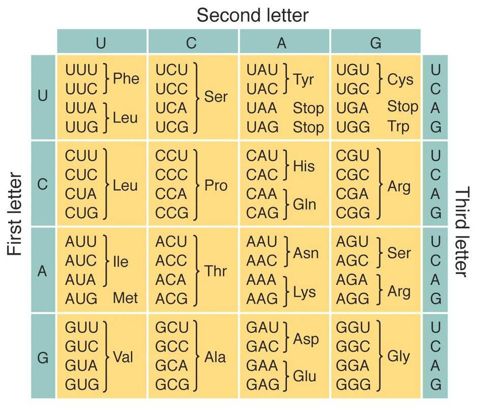 SC.912.L.16.9 Universality of Genetic Code - Welcome to Dr. Suris Science Class! SC.912.L.16.9 Universality of Genetic Code - Welcome to Dr. Suris Science Class!