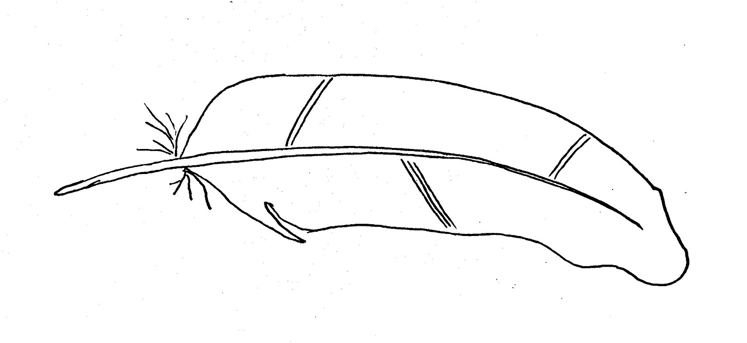 a line drawing of a feather a line drawing of a feather