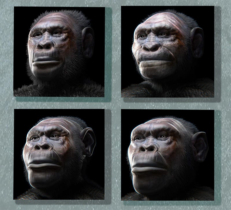 Reconstruções faciais dos hominíneos de Dmanisi, baseadas no Crânio 3 (superior esquerdo), Crânio 4 (superior direito), Crânio 2 (inferior esquerdo) e Crânio 5 (inferior direito)