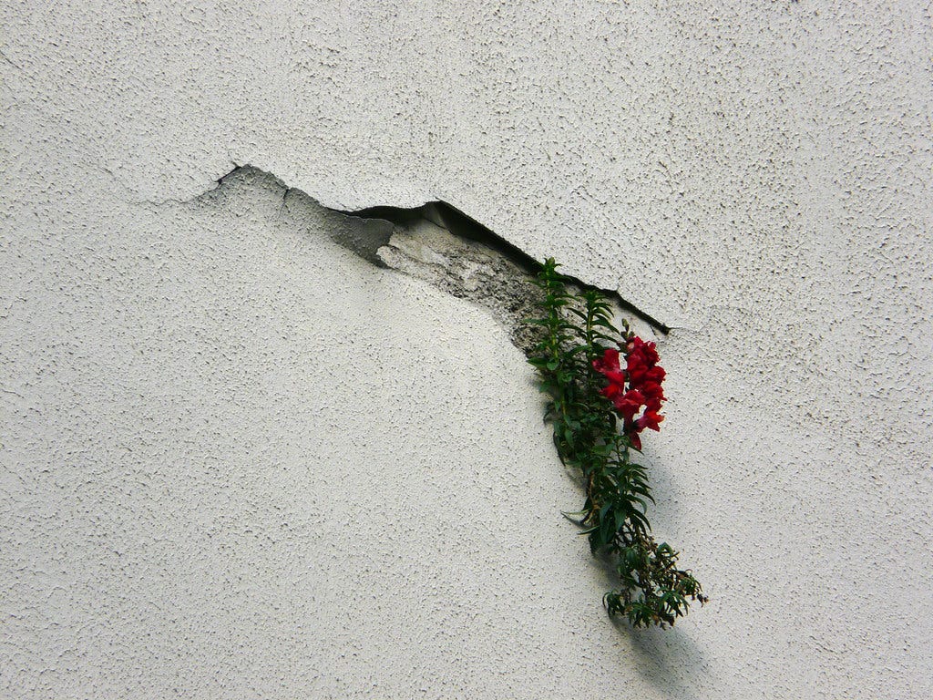 Through a crack in the wall, a plant that has a mind of it… | Flickr