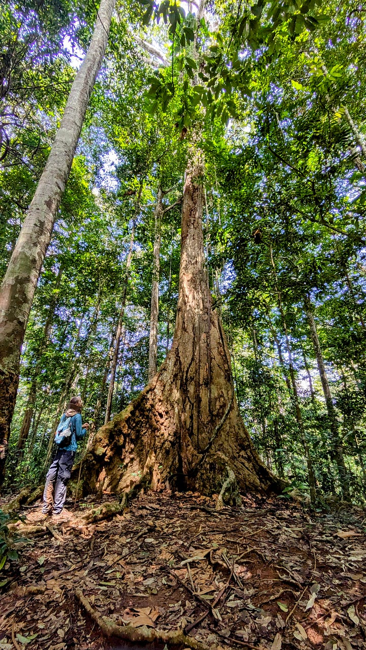 Big trees, big-ish waterfalls up the top of Brownsberg