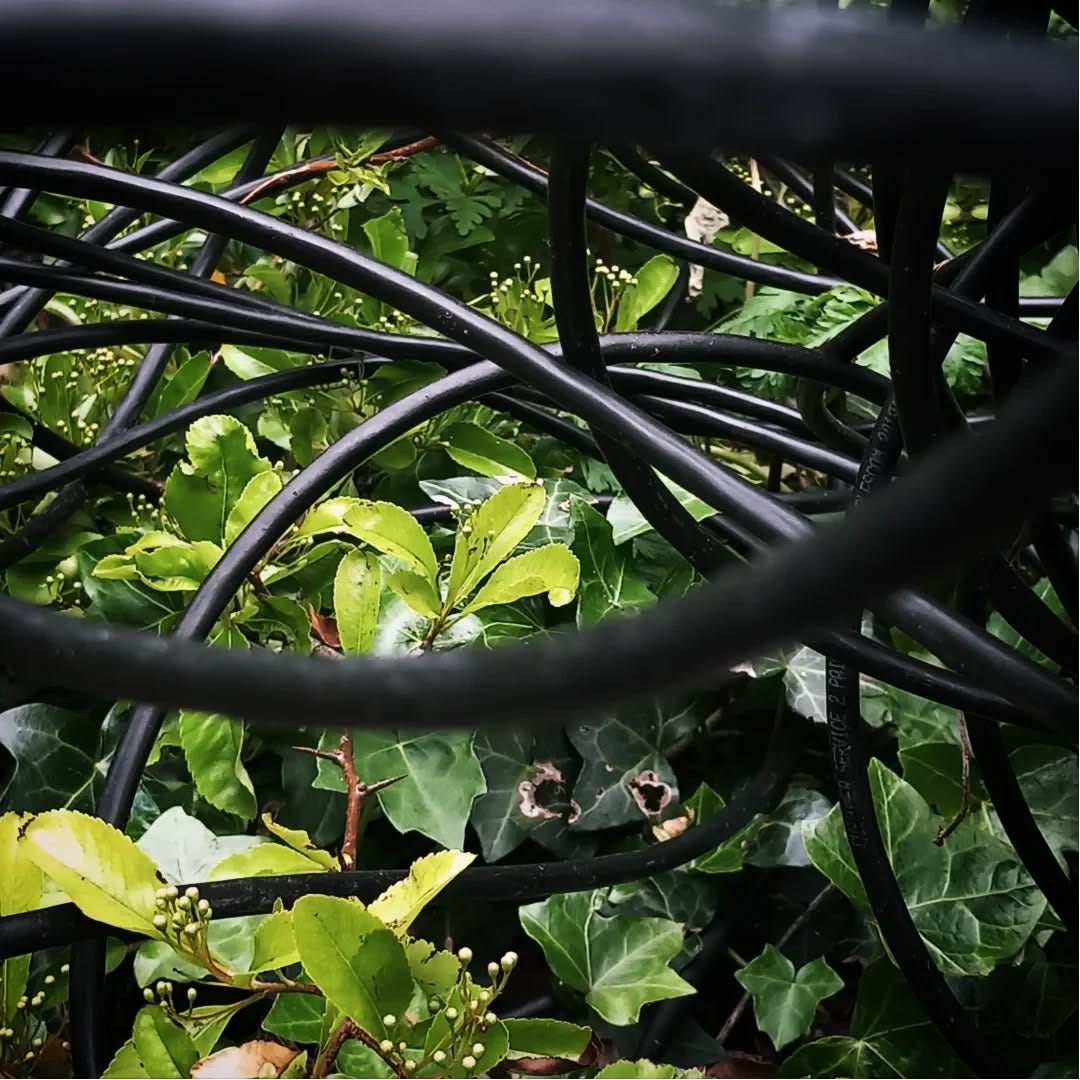 May be an image of ivy