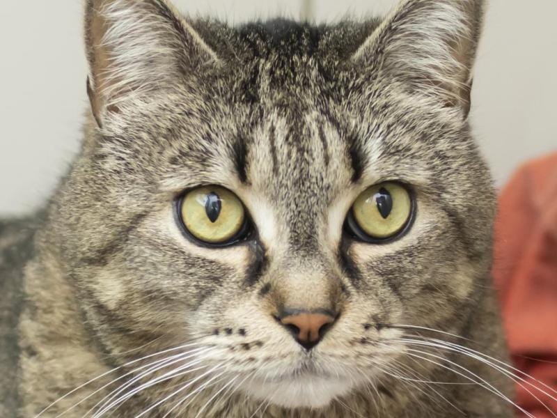Jerry is ready to be the laid-back companion in your life