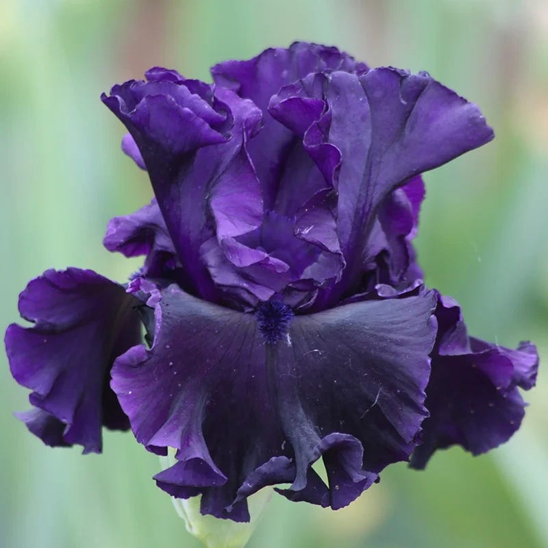 Iris Black