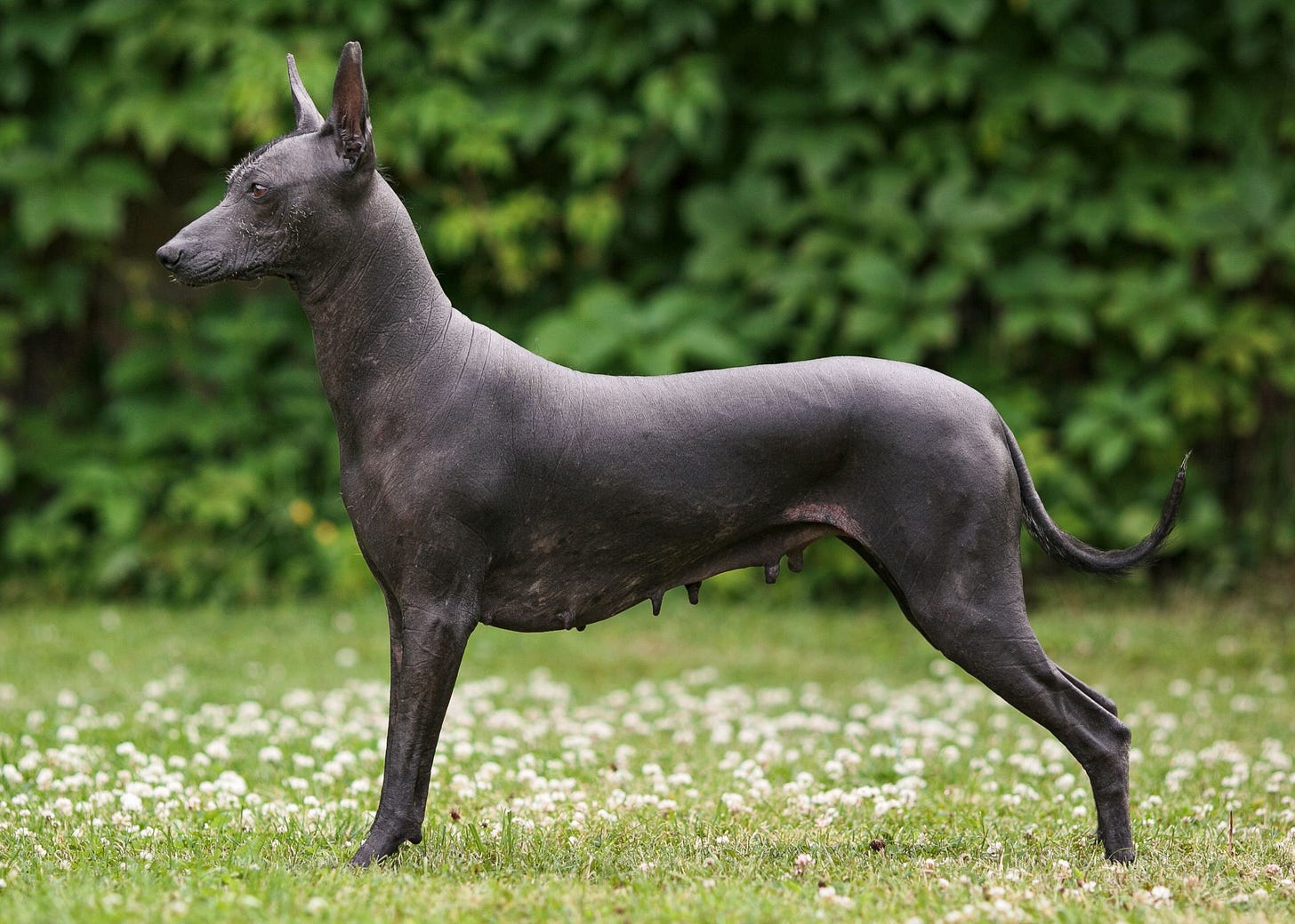 Xoloitzcuintli (Mexican Hairless): Characteristics & Care