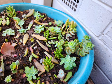 A collection of six photos of parts of my garden, including a veggie box, bowls of succulents, a pond, and a tree with a swing below it.
