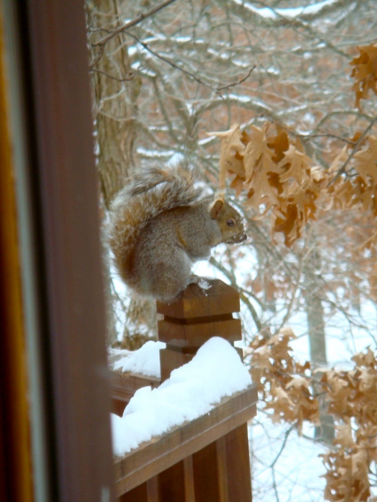 A squirrel sitting on a fence

Description automatically generated