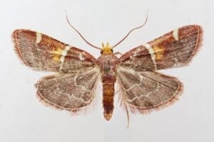Pyralis papaleonei sp. nov., holotype. Pyralis papaleonei sp. nov., holotype.