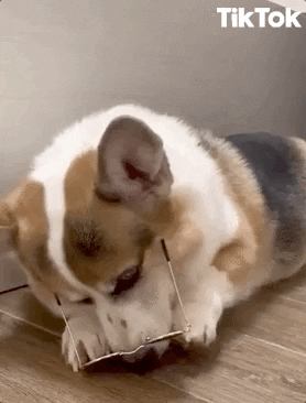Dog Smiling GIF by TikTok Dog Smiling GIF by TikTok