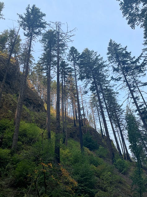 three photos of fir and pine trees