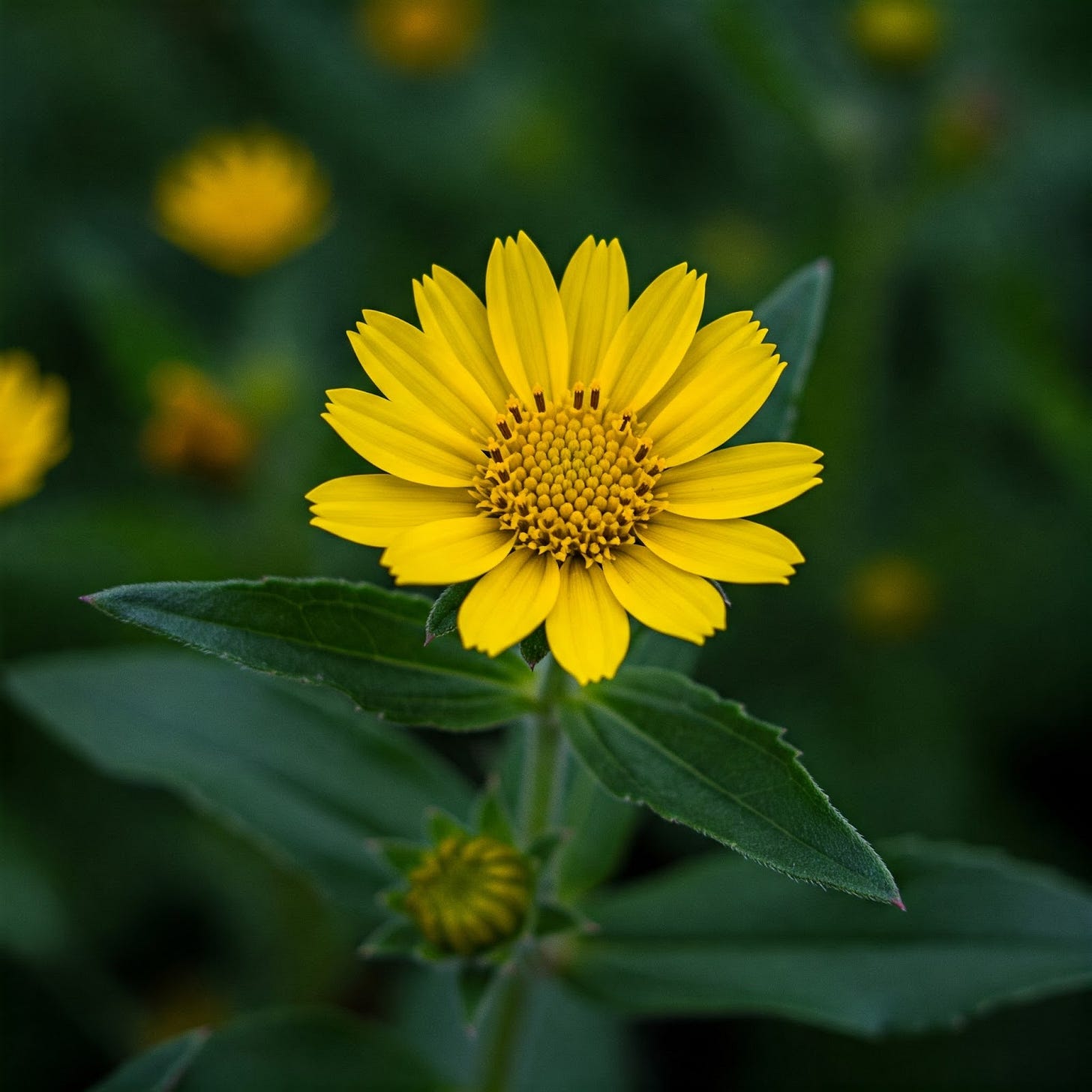 Lanceleaf Tickweed