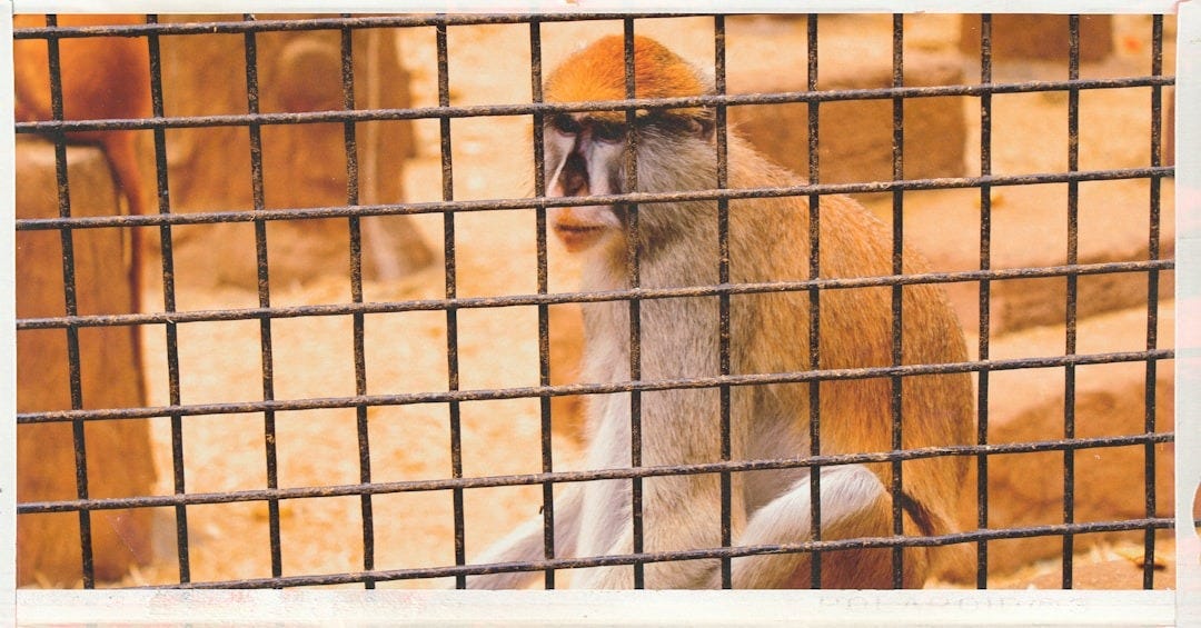 a monkey in a cage