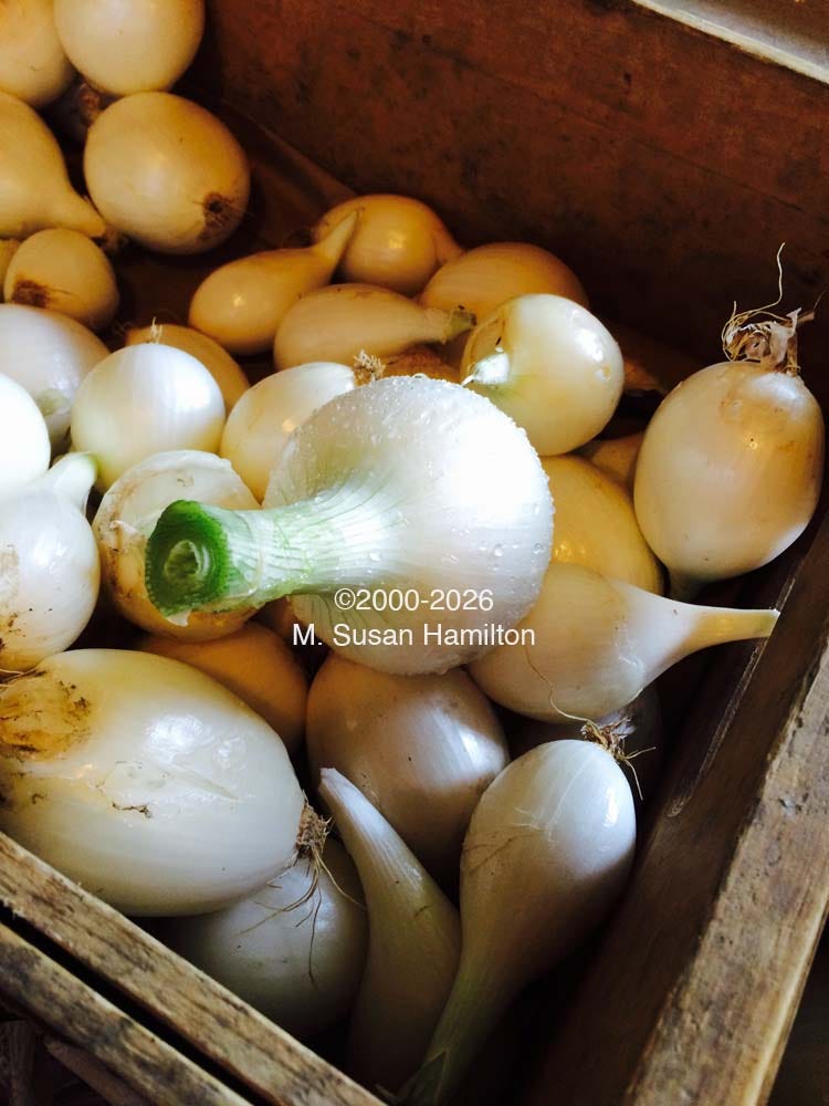 "Kitchen Ready Onions," Hutchins Organic Farm, Concord, Massachusetts