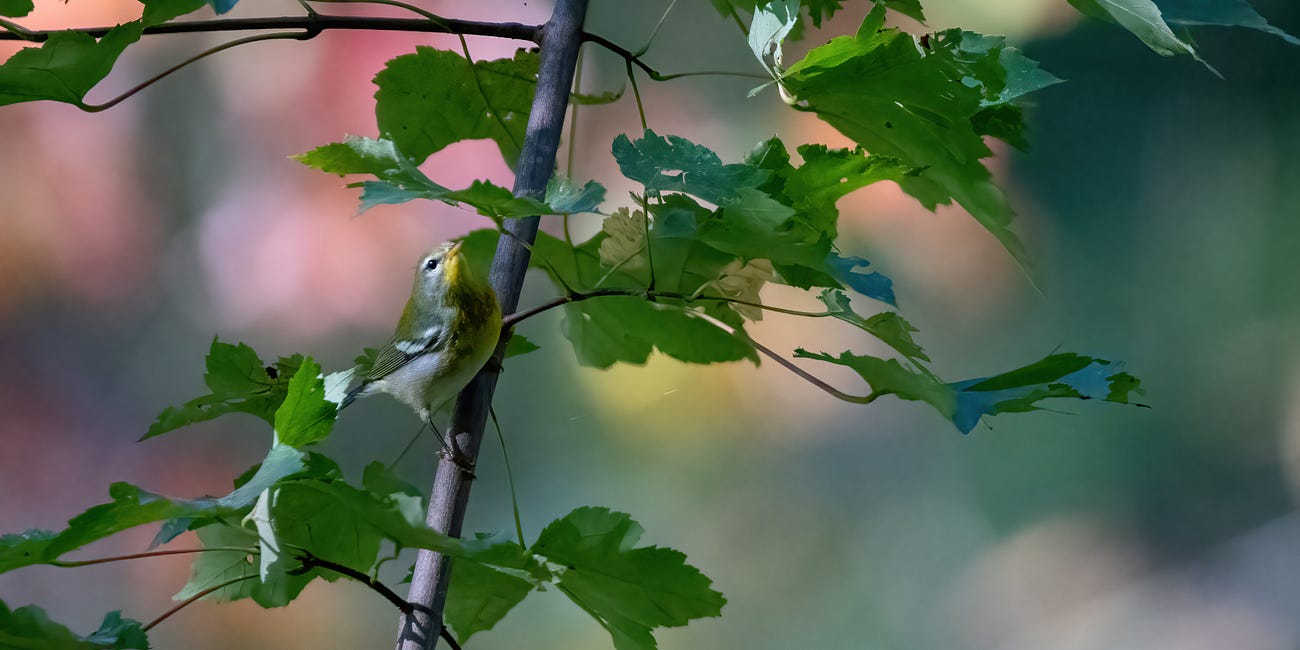 Northern Parula