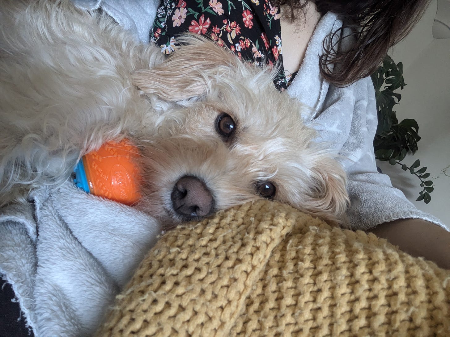Dog relaxing on yellow blanket