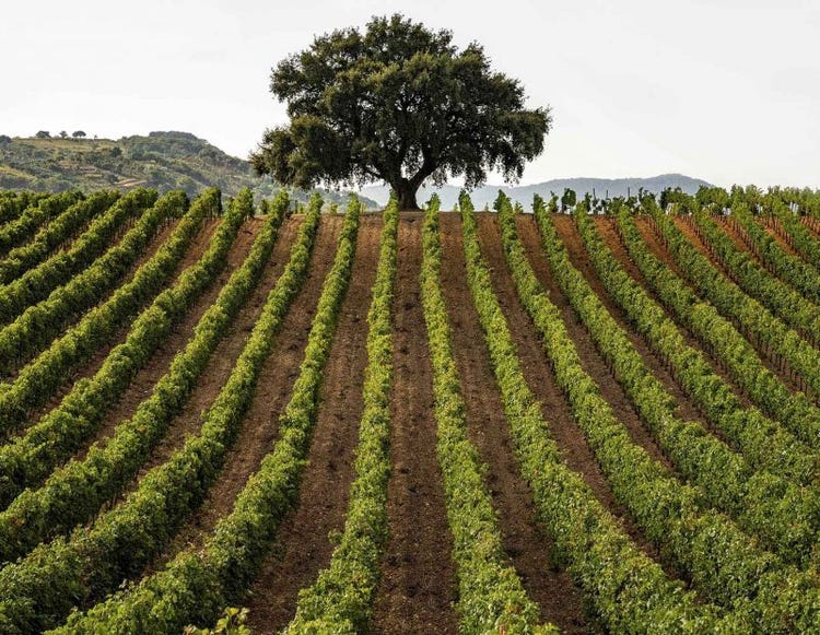 Sicilian vineyard scene 