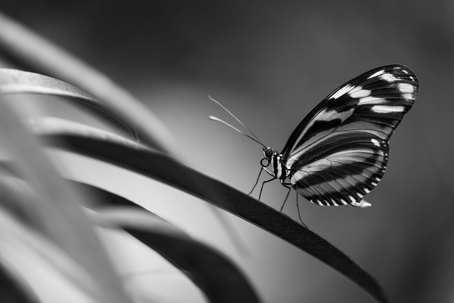 foto ravvicinata di una farfalla su una foglia, in bianco e nero foto ravvicinata di una farfalla su una foglia, in bianco e nero