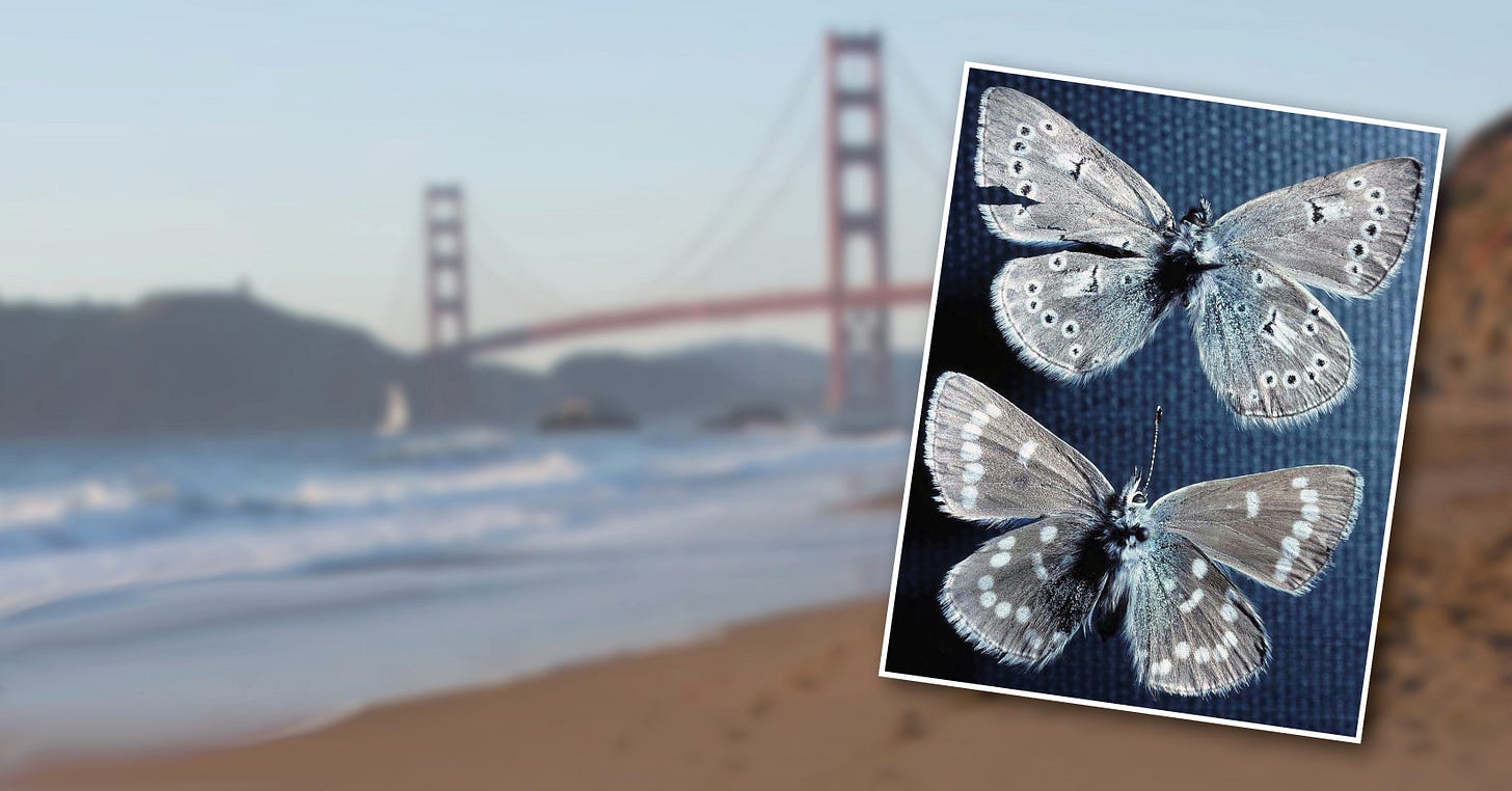 The Xerces Story | Xerces Society