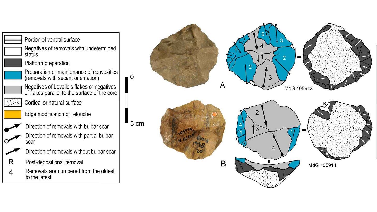 Illustration showing two Levallois cores and diagrams that reveal flaking strategies Illustration showing two Levallois cores and diagrams that reveal flaking strategies