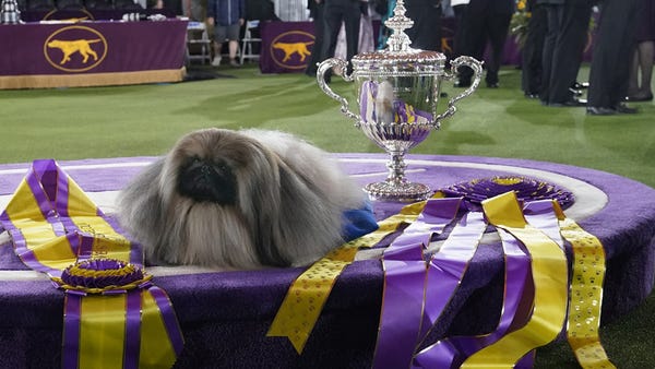 Wasabi, a Pekingese, won this year’s Best in Show at the 145th Annual Westminster Kennel Club Dog Show. Nominate your pet to appear in The Highlighter: hltr.co/pets Wasabi, a Pekingese, won this year’s Best in Show at the 145th Annual Westminster Kennel Club Dog Show. Nominate your pet to appear in The Highlighter: hltr.co/pets